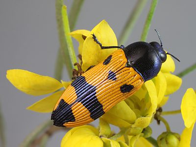 Castiarina propinqua, PL3046A, female, on Senna artemisioides ssp. petiolaris, MU, 14.6 × 5.2 mm